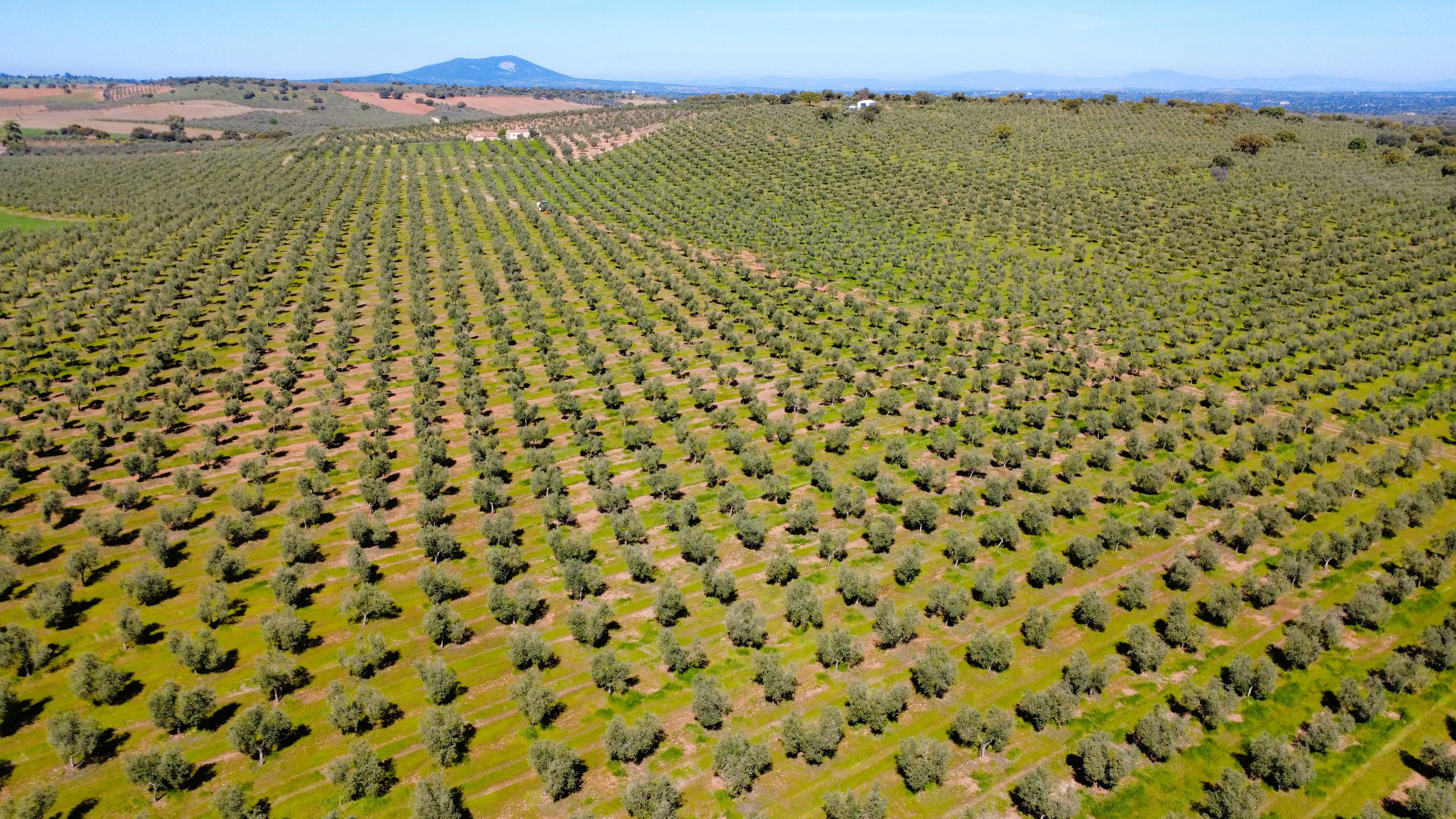 Vista aérea del olivar propio de Martín de Prado