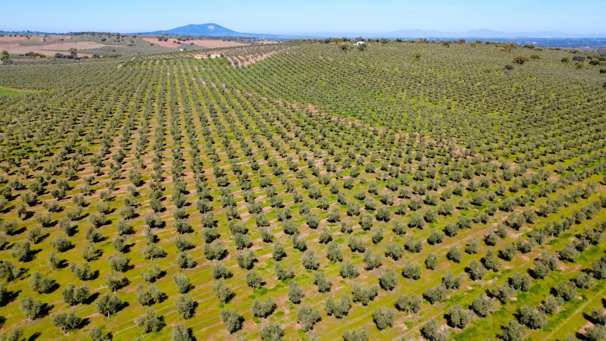 Aerial view of the rows in the Martín de Prado olive grove