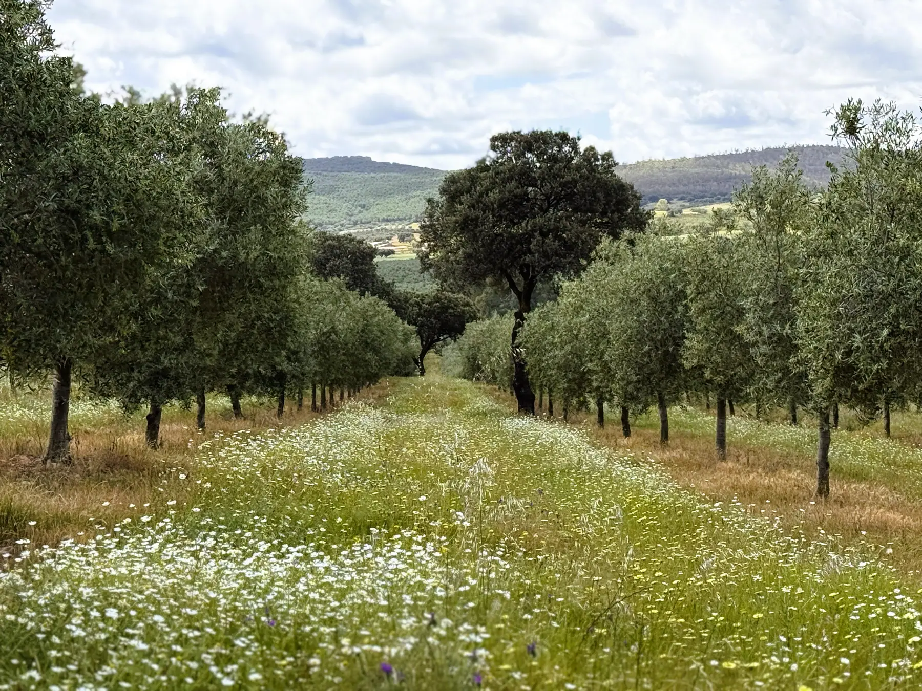 Camino florido entre los olivos de Martín de Prado