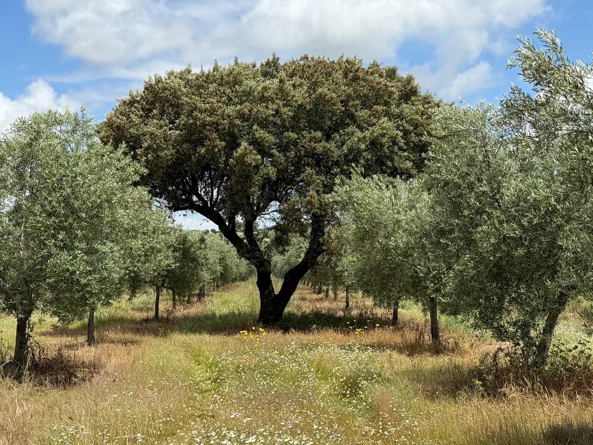 Olivos maduros en la finca de Martín de Prado